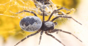 В Украине ядовитыми являются почти все пауки: представляют ли они угрозу