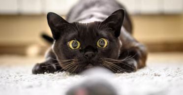 "Це ж пума": жінка завела кошеня 8 місяців тому, а тепер воно не поміщається у хаті (фото)