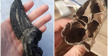 Собака приніс господареві "палицю": той не повірив, коли дізнався всю правду (фото)