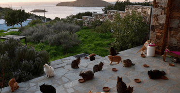 Бесплатное жилье, коммуналка и еда: на греческом острове предлагают идеальную работу