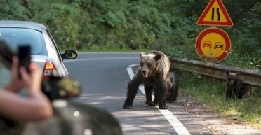 Медведи стали серьезной проблемой Карпат и охотятся на туристов (видео)