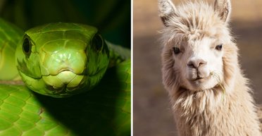 Названо то, что спасет мир от яда одного из самых смертоносных видов в мире: нам помогут ламы