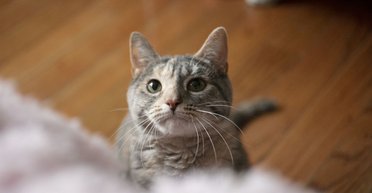 Господарі випадково замкнули вхідні двері: на щастя, у них є розумний кіт (відео)