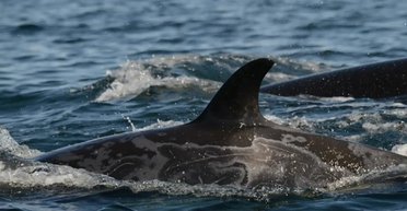 В Австралії на берег викинулися сотні косаток: у чому причина природного лиха