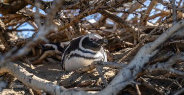 Пингвины тысячами погибают в Патагонии: причина вымирания оказалась сложнее, чем считалось (фото)