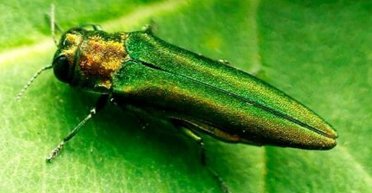 Враг появился в парках и лесах: опасный вредитель попал в Украину из РФ (инфографика)