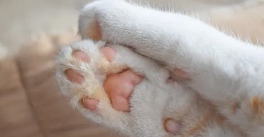 Навіщо кішкам подушечки на лапах насправді: вчені дали відповідь