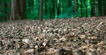 Почва стала как холодец: в лесу на Кировоградщине появились опасные качели, — соцсети (видео)