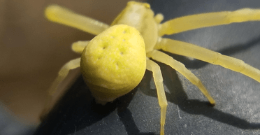 "Нагадує краба": жовті павуки з унікальною здатністю вторгаються в будинки людей (фото)