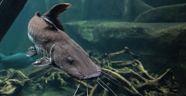 Новый мировой рекорд: в Польше поймали гигантского сома — каких размеров достиг великан (фото)