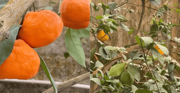 "Не повірите": під Києвом вирощують банани, ананаси та мандарини (фото)