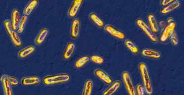 Прорив у боротьбі зі смертельно небезпечними супербактеріями: їхню "ахіллесову п'яту" знайдено