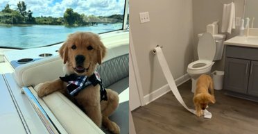 Пара взяла опеку над "суперспокойной" собакой: они осознали ошибку слишком поздно (видео)