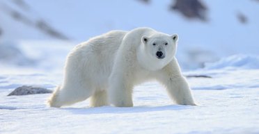 Білі ведмеді насправді не білі та мають чорну шкіру: чому (фото)