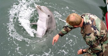 Как используют дельфинов на войне: мины в Персидском заливе и оборона Крыма (видео)