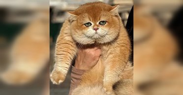 В Киеве продают котика по цене иномарки (фото)