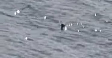 Лох-несське чудовисько виринуло з води: туристка стверджує, що зняла міфічну істоту (фото)