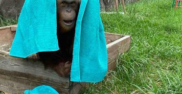 "Тварини замерзнуть смерть": зоопарку під Києвом загрожує відключення газу