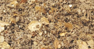 Археологи розкрили загублений рецепт римського рибного соусу: названо секретний інгредієнт