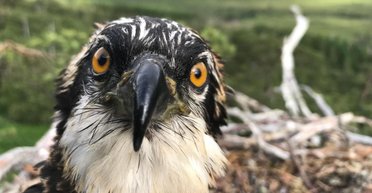 Птенцов хищной птицы переселяют из Шотландии в Испанию из-за проблем с продовольствием