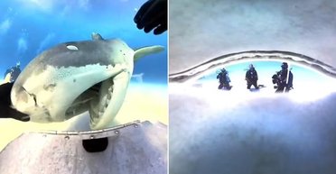 У пащі хижака: акула випадково проковтнула камеру дайвера (відео)