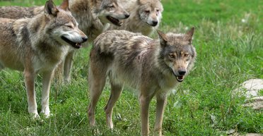 Нападают на домашних животных и преследуют людей: Хмельницкую область "атакуют" волки — почему выросла популяция
