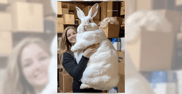 Перевірка фактів: жінка тримає на руках гігантського білого кролика (фото)