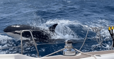 Чоловіка оштрафували після того, як він спробував "прихлопнути тілом" кита-вбивцю (відео)