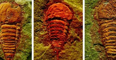 Несподівано: виявлено найдавнішого предка павуків, який жив майже 500 млн років тому (фото)