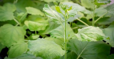 Пліткують і брешуть одне одному: рослини виявилися дуже злими істотами