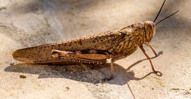 Нашестя сарани в Україні: хто продає комах і кого можуть покарати за такий бізнес