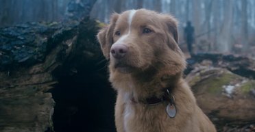 Перший у світі собака отримав голлівудську нагороду за роль у кіно: як перетворити пса на актора