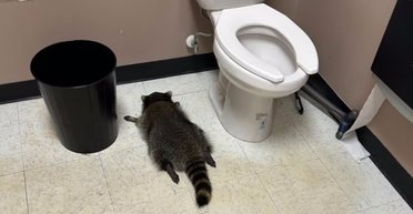 Просто живет свою лучшую жизнь: в США рассказали историю енота-выпивохи