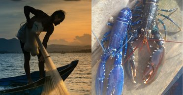 Рибалка витягнув рідкісну істоту з моря, а потім зробив це ще раз (фото)