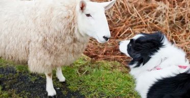 Чи можуть тварини вивчити "мову" іншого виду: відповідь учених дивує (фото)