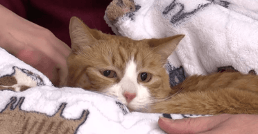 Кошку, которая пропала во время переезда, нашли через 3 недели запертой в диване (видео)