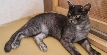 Кішка-вовк: у Карпатах виявили абсолютно нову породу кішок (фото, відео)