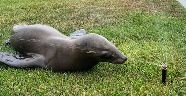 Хотел освежиться: полиция задержала необычного "преступника" на улицах мегаполиса (фото)