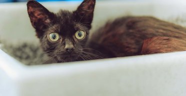 Назвали в честь марки пива: местные обнаружили пушистого жителя в заброшенном пабе (фото)