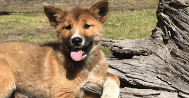 Женщина приютила потерянного щенка, однако тест ДНК показал, что это не просто собака (фото)