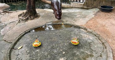 Карликовый бегемот предсказал победителя выборов в США (фото, видео)