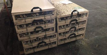 В бюрократической ловушке. Как госмеханизмы убивают животных на границе