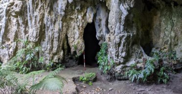 На тихоокенаском острове археологи нашли "чужое" растение: оно проделало путь в 2300 км