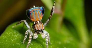 Самые очаровательные пауки в мире приворожили ученых танцами и "темной ДНК": о чем речь (видео)