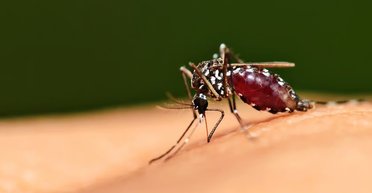 Вони не помирають після укусу: 10 популярних міфів про комарів