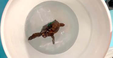 Черепахи нутром чуют магнитное поле Земли: это помогает им понять, в какую сторону плыть