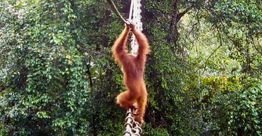 Впервые в истории использовал подвесной мост: необычное поведение орангутана засняли на видео