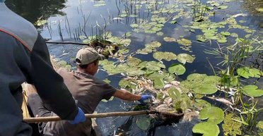 Лодками собирают мертвую рыбу: для восстановления экосистемы Сейма и Десны понадобятся 2-3 года