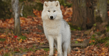 Коли перший вовк підійшов до вогнища людини: вчені назвали точний час