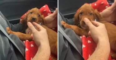 Семья завела щенка крупной породы: через год они поняли, что что-то пошло не так (фото)